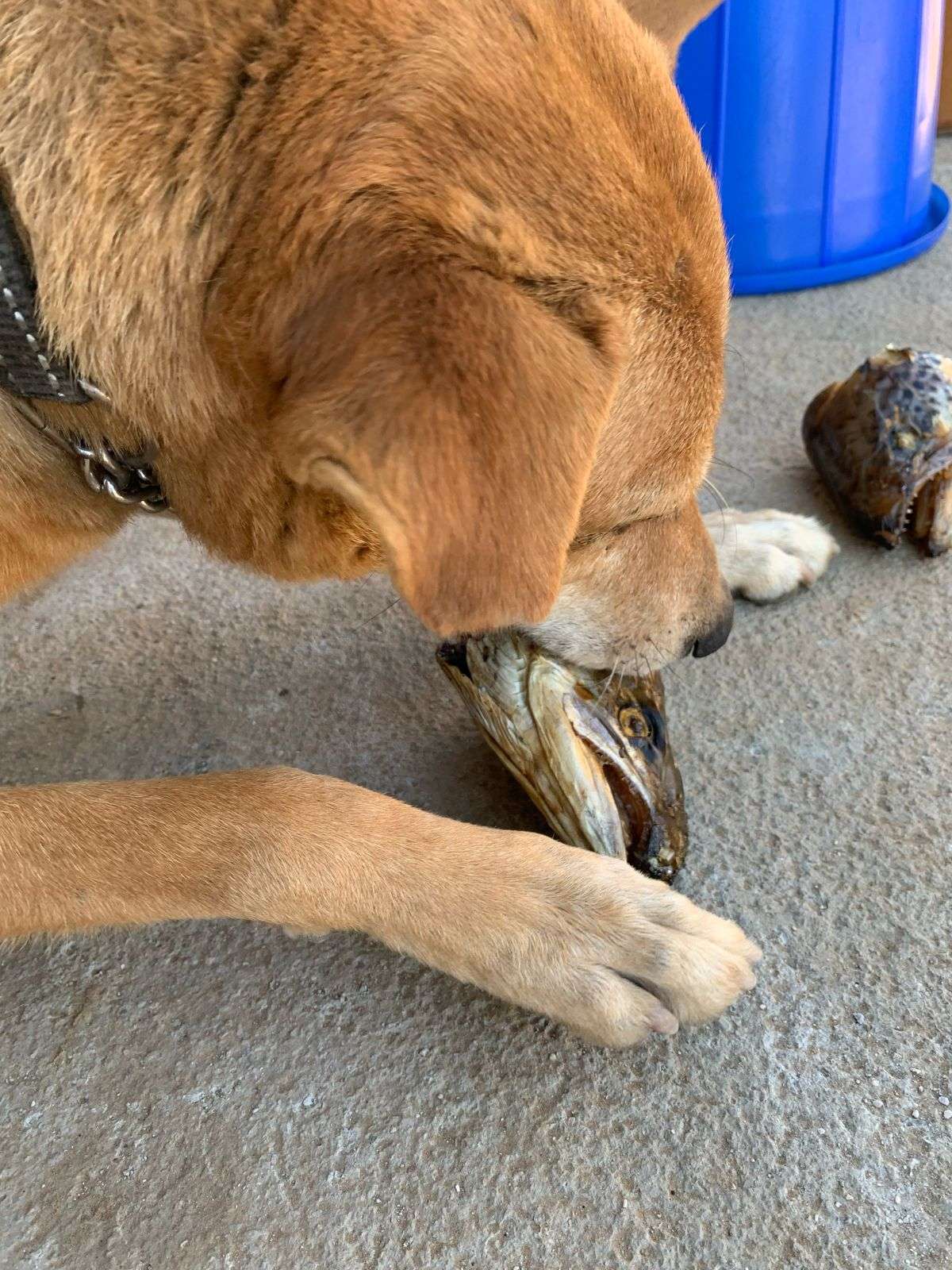 Salmon Heads