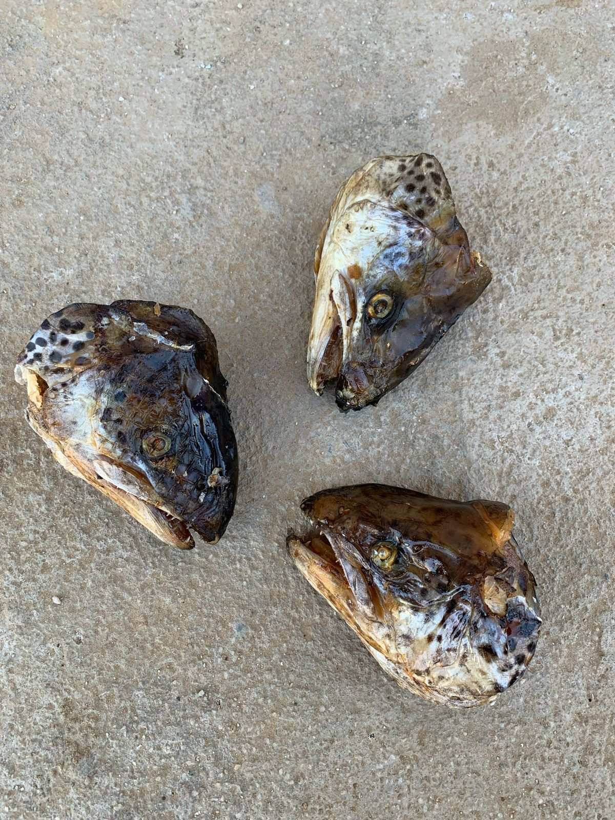 Salmon Heads