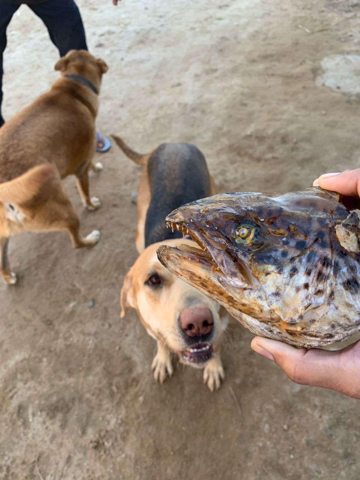 Salmon Heads