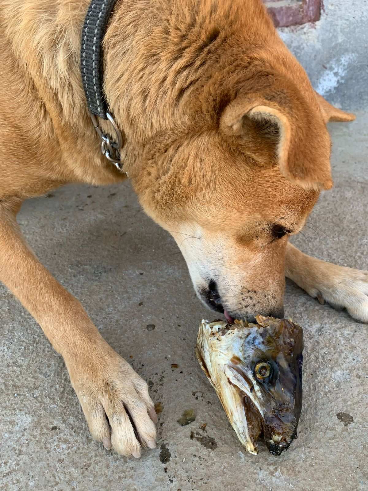 Salmon Heads