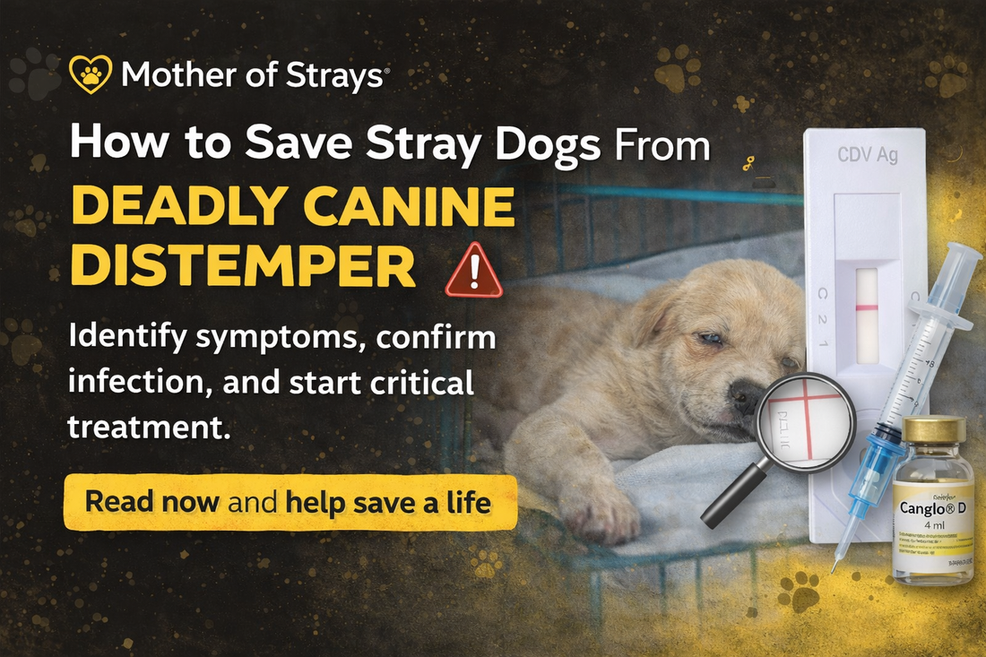 🐾 Canine Distemper: How to Detect It Early & Save a Dog’s Life