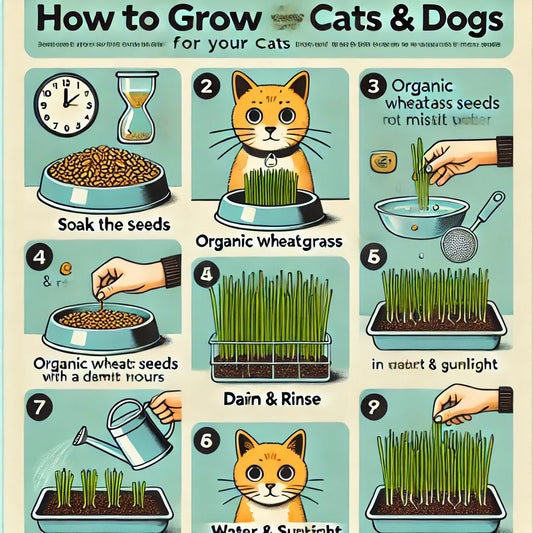 How to Grow Wheatgrass for Your Cats & Dogs