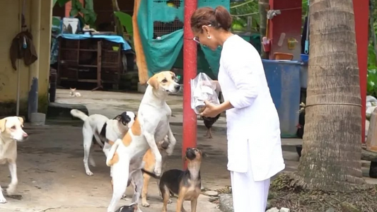 Why Street Dogs Deserve Nutritional Food