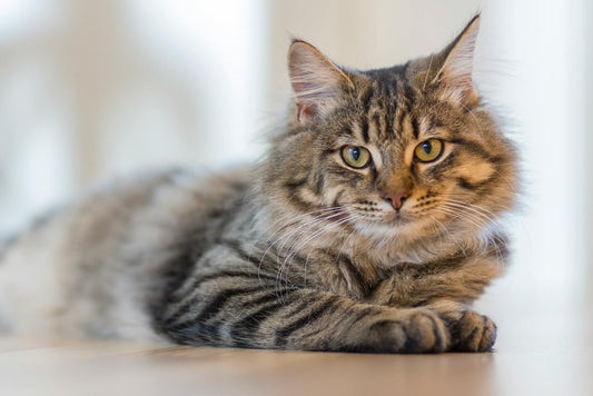 ALL ABOUT MEOWS!