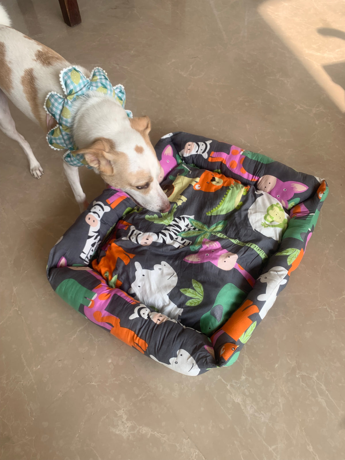 Premium Bed for Dogs & Cats