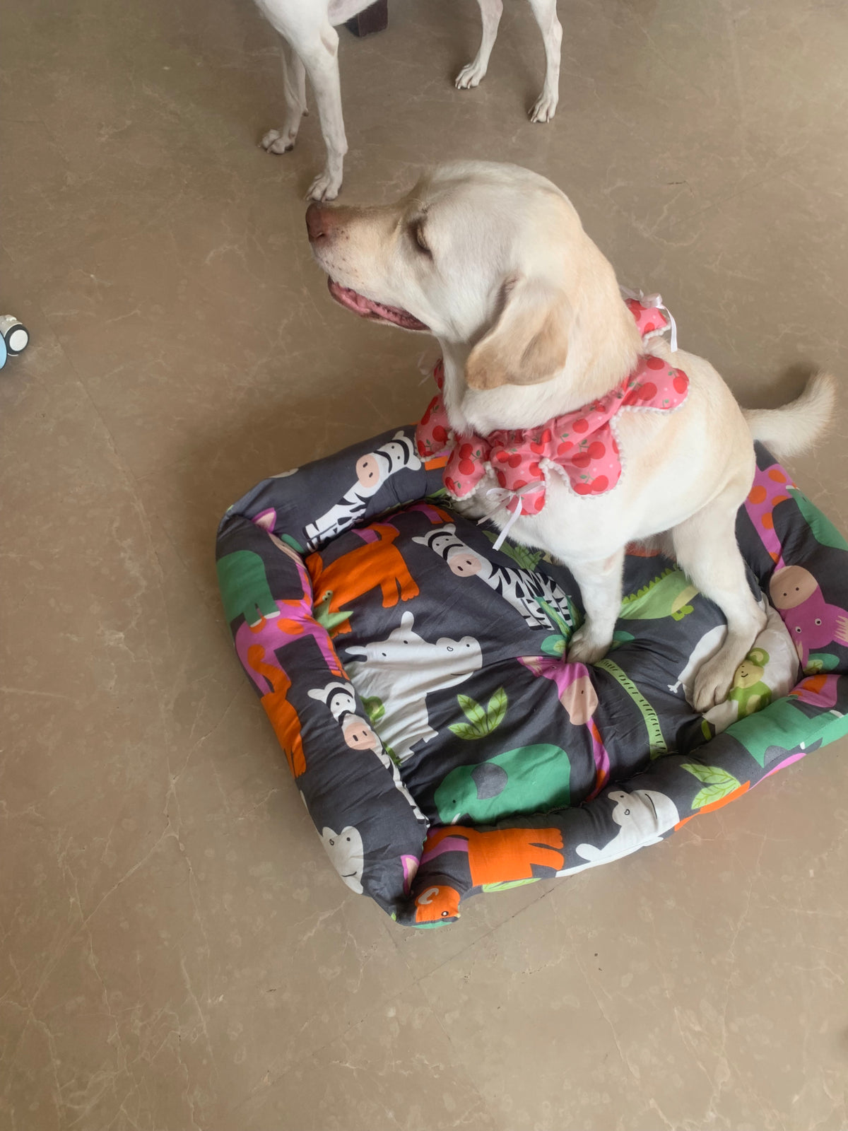 Premium Bed for Dogs & Cats