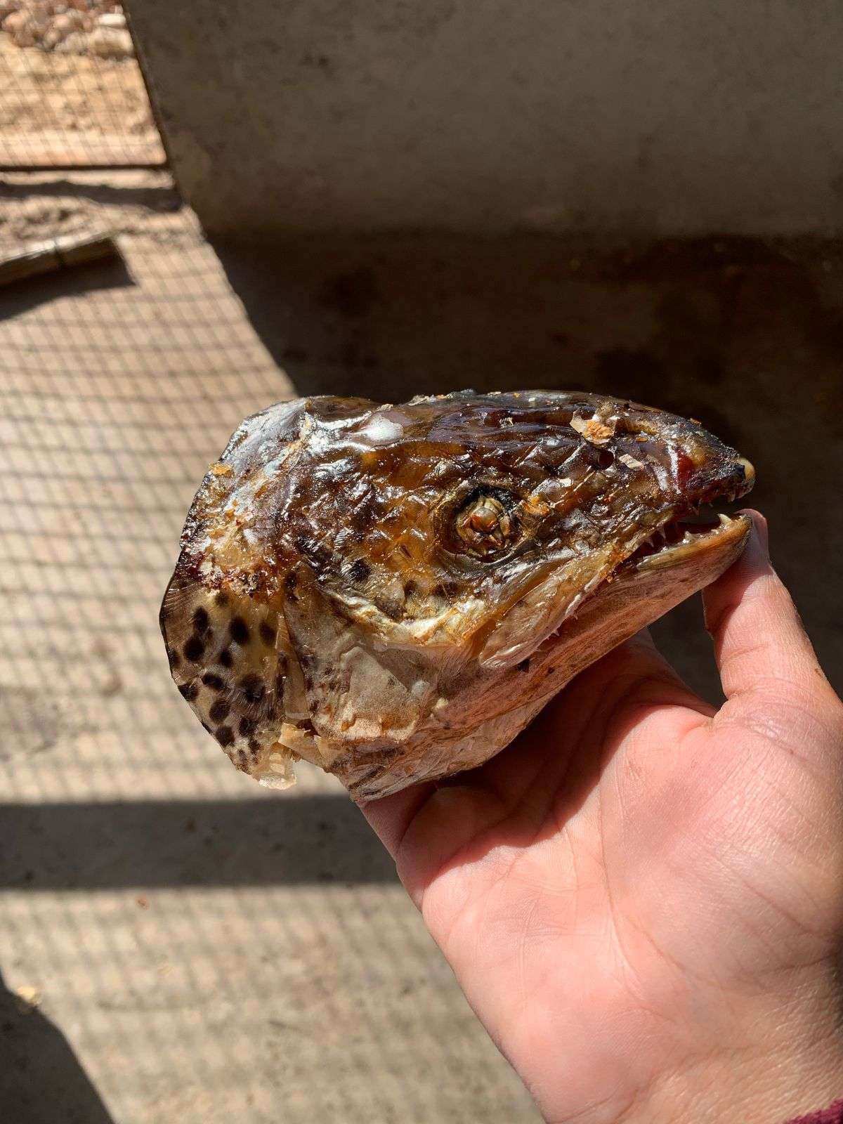 Salmon Heads