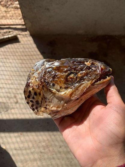 Salmon Heads