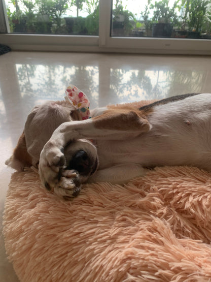 Cozy Bed